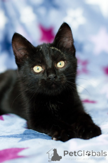 Фото №4. Продам  в Минске частное объявление - цена Бесплатно