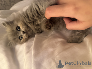 Фото №2 к объявлению №141885 о продаже британская короткошёрстная - купить в Грузии частное объявление