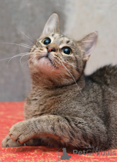 Фото №3. Ищет дом молодой тигровый котик Сема. Россия