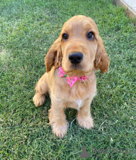 Фото №1. английский кокер-спаниель - купить в Andelst за договорная. Объявление №161299