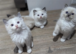 Фото №1. рэгдолл - купить в Биерсдорф за 32468₽. Объявление №153368