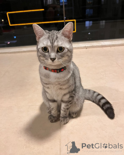 Фото №3. Познакомьтесь с Оливером, маленьким джентльменом с золотым сердцем и королевской. Италия