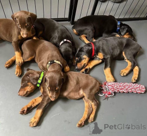 Фото №3. Urocze szczenięta dobermana do adopcji.  Польша