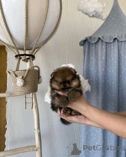 Фото №2 к объявлению №138053 о продаже  - купить в Испании 