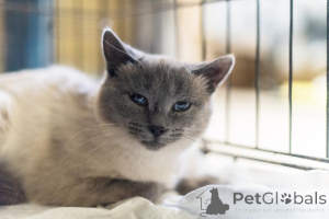 Фото №1.  - купить в Химках за Бесплатно. Объявление №159059