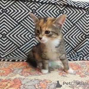 Фото №2 к объявлению №145290 о продаже  - купить в Беларуси частное объявление