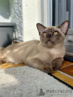 Фото №4. Продам священную бирму в Bad Kreuznach заводчик - цена 52761₽