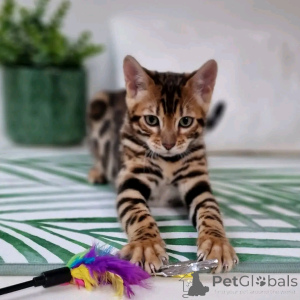 Фото №1. бенгальская - купить в Мюнхене за 79780₽. Объявление №155540