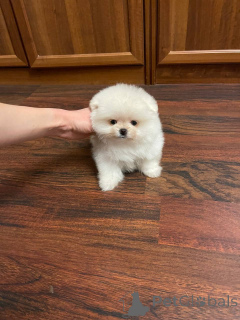 Фото №2 к объявлению №139176 о продаже померанского шпица - купить в Германии частное объявление