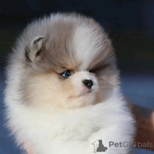 Фото №3. Туалетная чайная чашка.  Испания