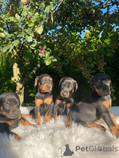 Фото №2 к объявлению №160199 о продаже добермана - купить в Германии частное объявление