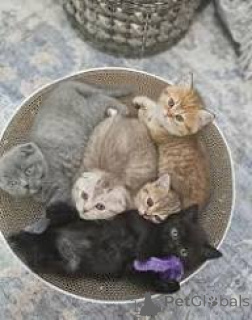 Фото №1. шотландская вислоухая (скоттиш фолд) - купить в Марселе за 46384₽. Объявление №165926