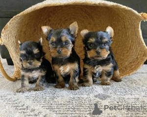 Фото №1.  - купить в Получите это за договорная. Объявление №161740