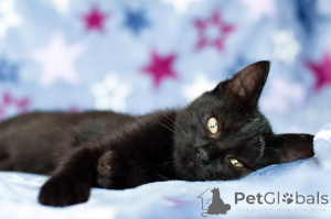 Фото №3. Красавица Лейла. Беларусь