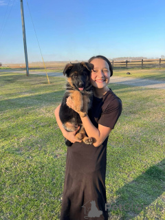 Фото №3. Здоровые милые восхитительные щенки немецкой овчарки теперь для продажи.  Германия