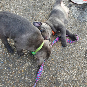 Фото №4. Продажа стаффордширского бультерьера в Кампания De Berchtesgaden частное объявление - цена 35251₽