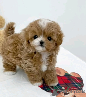 Фото №3. Teacup Maltipoo Welpen Zur Усыновление.  Германия