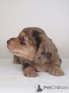 Фото №2 к объявлению №159638 о продаже таксу - купить в Исландии частное объявление