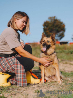 Фото №2 к объявлению №160731 о продаже беспородную - купить в России частное объявление