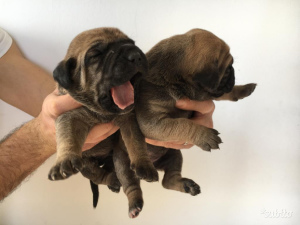 Фото №3. Я продаю породистых щенков породистых собак, рожденных 20 февраля и проданных.  Италия