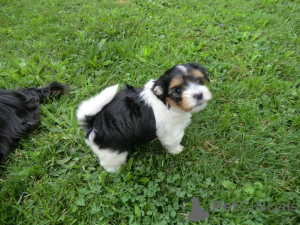 Фото №1. бивер-йоркширский терьер - купить в Вена за договорная. Объявление №167437