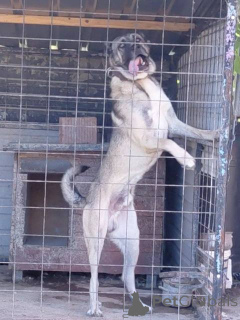 Фото №3. Турецкий Кангал, мужчина.  Сербия