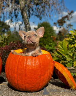 Фото №2 к объявлению №150639 о продаже французского бульдога - купить в Германии из приюта, заводчик