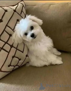 Фото №1. мальтийская болонка - купить в Хельсинки за 46384₽. Объявление №164994