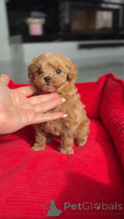 Фото №3. Очаровательная мини-девочка.  Австрия