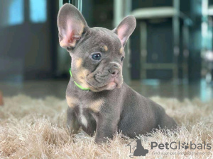 Фото №3. Adorable French Bulldog Puppies.  Германия