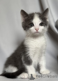 Фото №4. Продам  в Москва  - цена Бесплатно