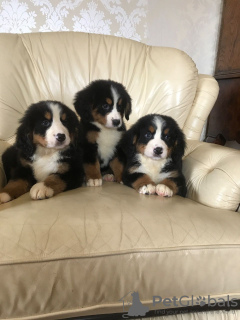 Фото №3. Cute Bernese Mountain puppies for free adoption.  Германия