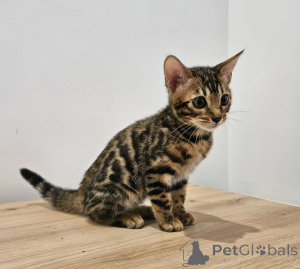 Фото №4. Продам бенгальскую в Берлине частное объявление - цена 41745₽