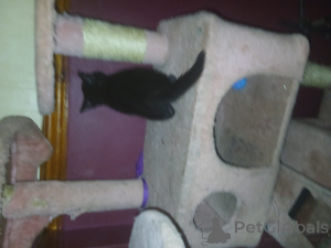 Фото №3. Счастливчик черный котенок,. Великобритания