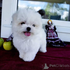 Фото №3. Щенкам померанского шпица только что исполнилось 12 недель, и теперь они готовы.  Украина