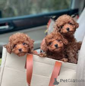 Фото №1. пудель (карликовый) - купить в Хельсинки за 64937₽. Объявление №164693