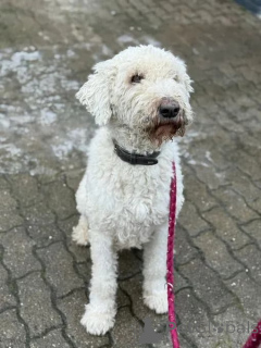 Фото №2 к объявлению №166538 о продаже  - купить в Германии заводчик