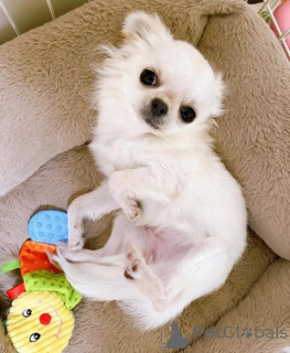 Фото №1. чихуахуа - купить в Борнхейм за договорная. Объявление №160281