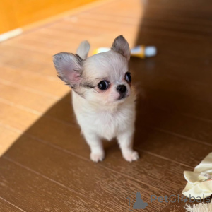 Фото №1. чихуахуа - купить в Мюнхене за 55660₽. Объявление №157293