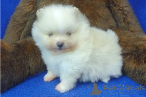 Фото №3. Cute Pomeranian puppies for free adoption.  Германия