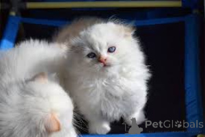 Фото №1. манчкин - купить в Амстердам за 46384₽. Объявление №160776