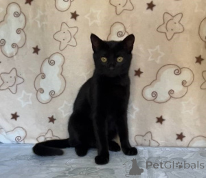 Фото №1.  - купить в Минске за Бесплатно. Объявление №164930