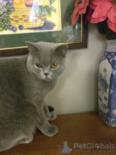 Фото №3. Потрясающие коренастые британские голубые котята и кошка. Великобритания