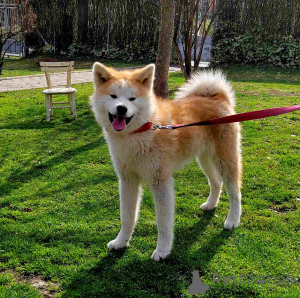 Фото №3. Мария Стаменкович.  Сербия