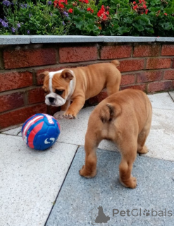 Фото №2 к объявлению №139211 о продаже английского бульдога - купить в США заводчик