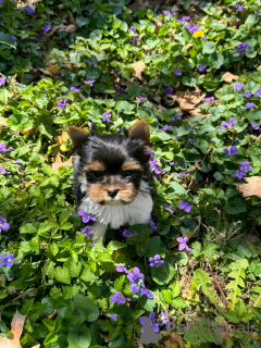 Фото №3. Beaver Yorkshire Terrier щенки для усыновления.  Германия