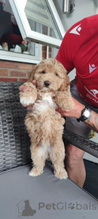 Фото №2 к объявлению №140839 о продаже беспородную - купить в США частное объявление