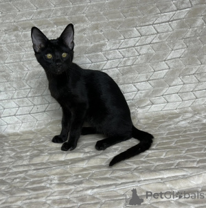 Фото №3. Отличные абиссинские котята доступны в любой хороший дом.. Греция