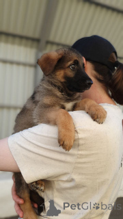 Фото №3. Щенки ищут дом.  Россия