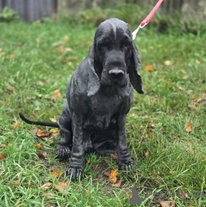 Фото №3. Ищет дом английский кокер-спаниель Даня..  Россия